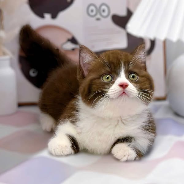 Munchkin