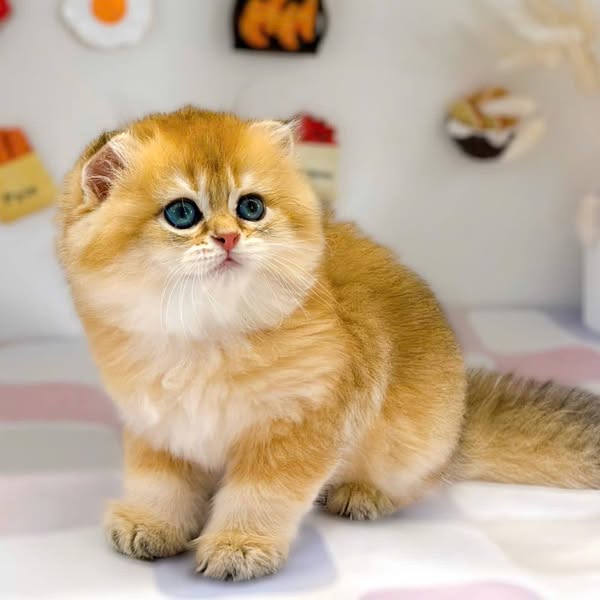 Scottish Fold Longhair