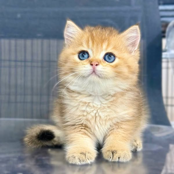 British Shorthair