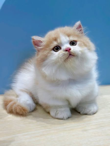 Munchkin Longhair