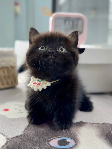 Munchkin