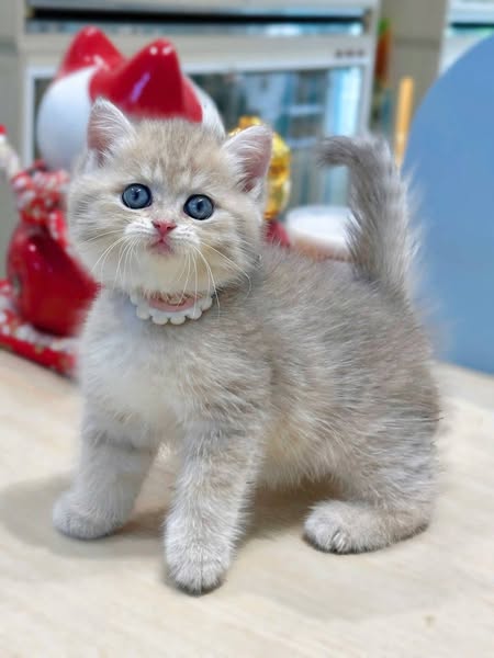 British Shorthair