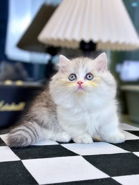 Munchkin