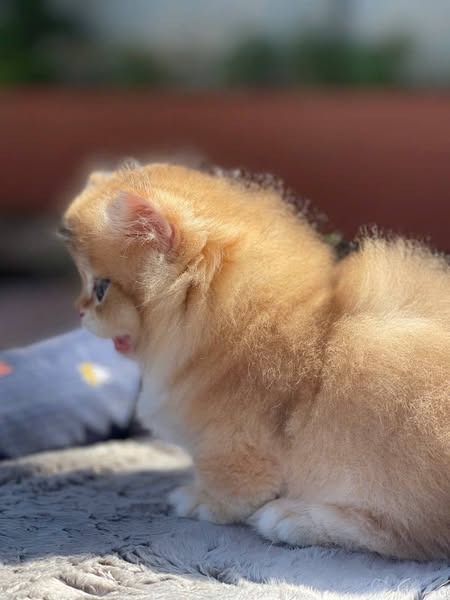 Munchkin Longhair