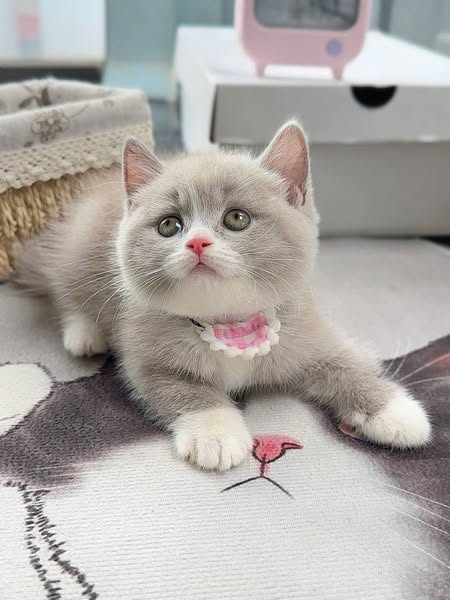 British Shorthair
