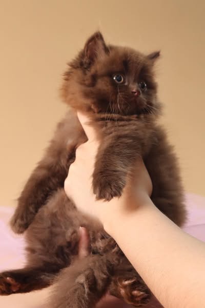 British Longhair