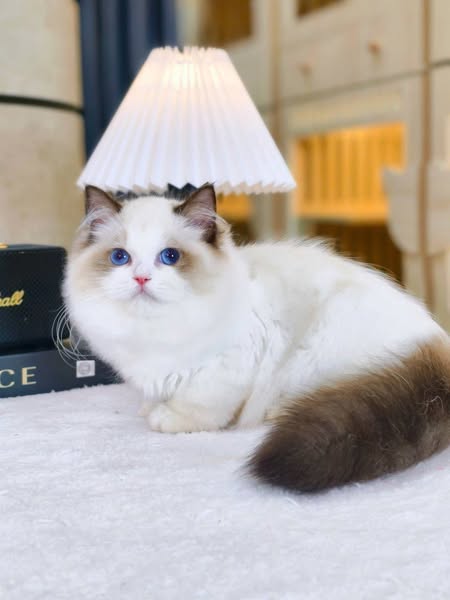 Ragdoll