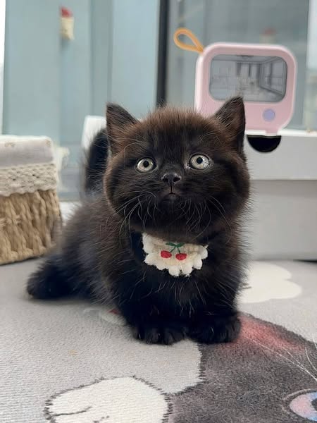 Munchkin