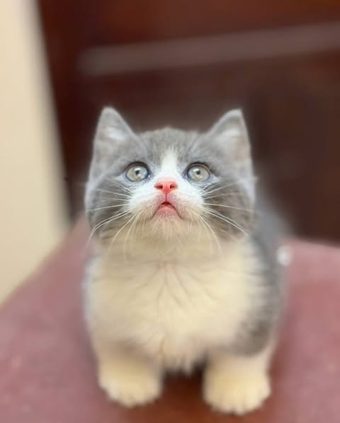 Munchkin