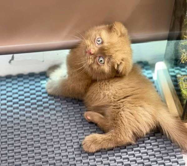 Munchkin Fold