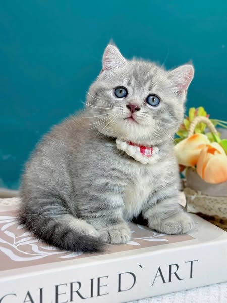 Munchkin