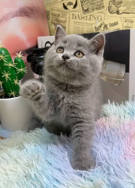 British Shorthair