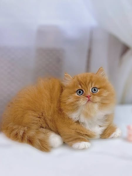 Munchkin Longhair