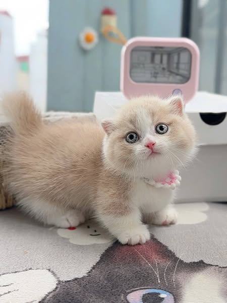 Munchkin Fold