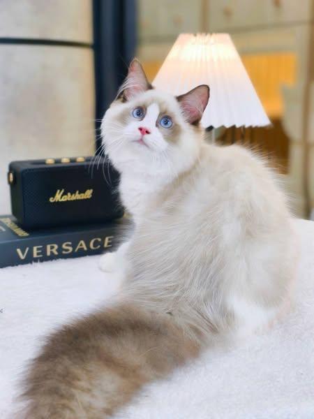 Ragdoll
