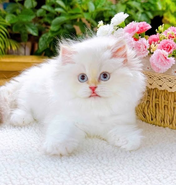British Longhair