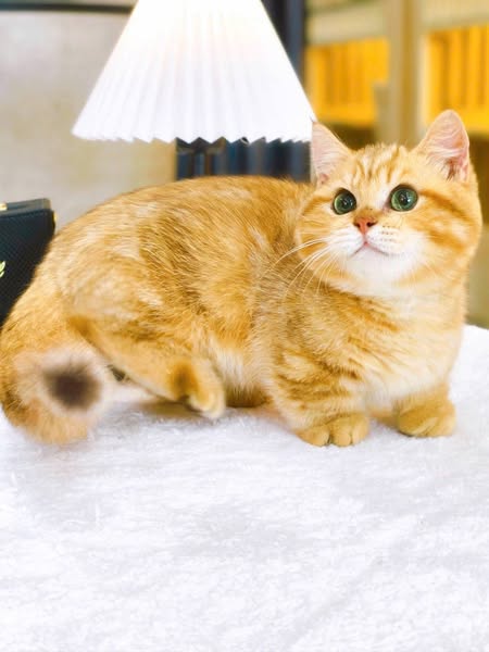 Munchkin