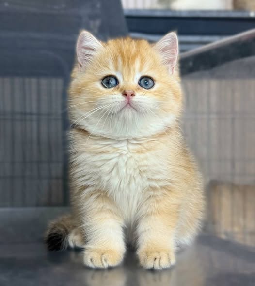British Shorthair