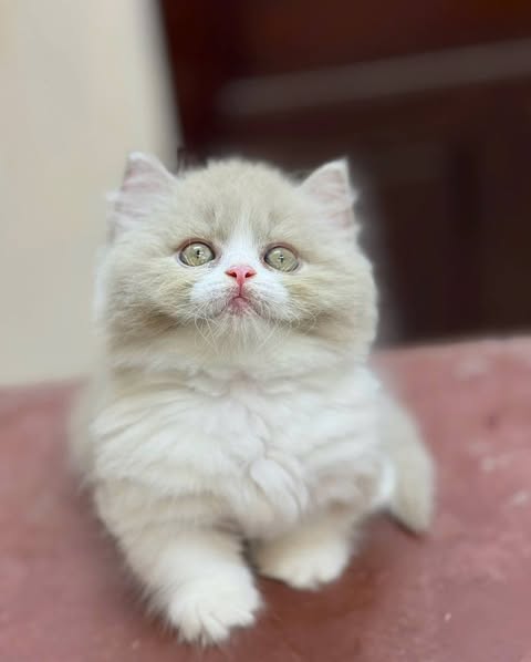 Munchkin Longhair