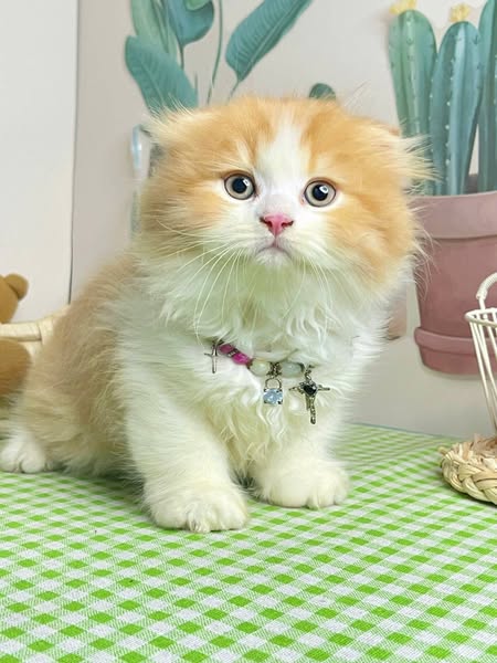 Scottish Fold Longhair