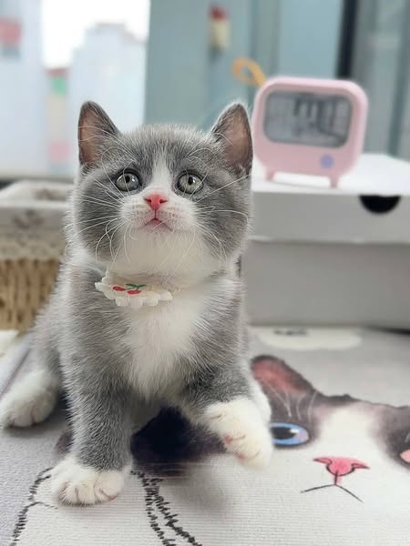 British Shorthair