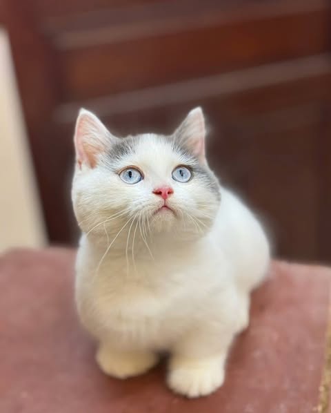 Munchkin