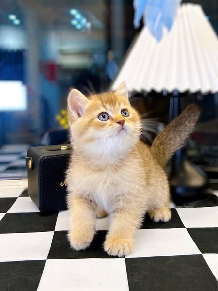 British Shorthair