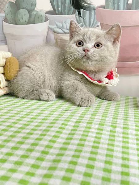 Munchkin