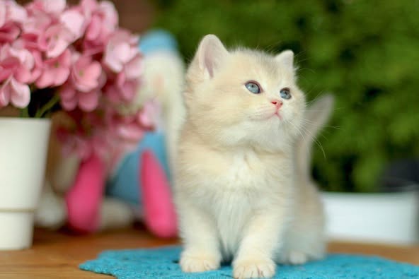 British Shorthair