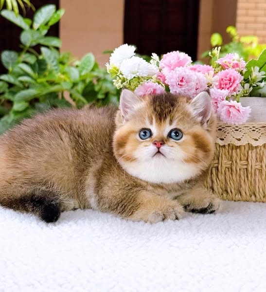 British Shorthair