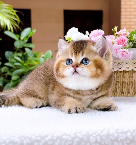 British Shorthair