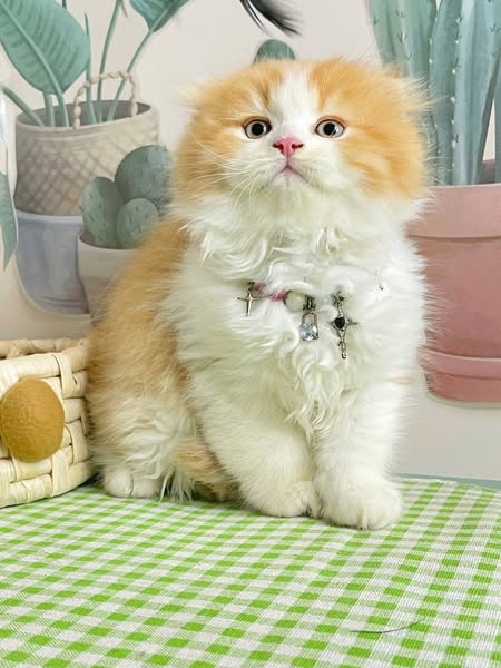 Scottish Fold Longhair