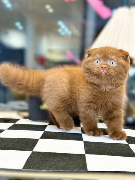 Scottish Fold