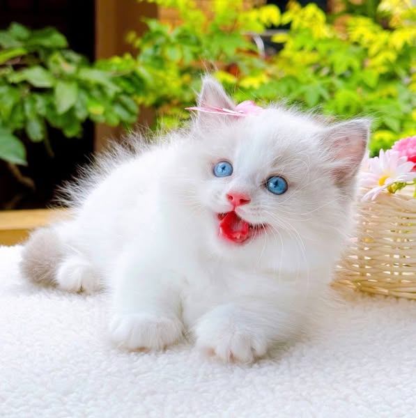 Munchkin