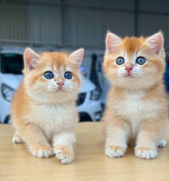 British Shorthair