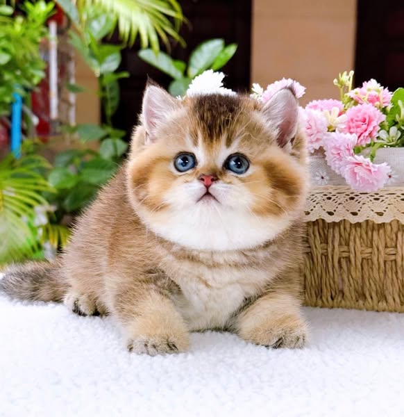 British Shorthair