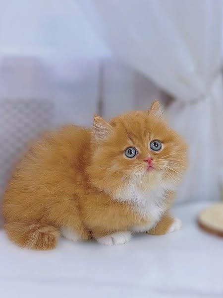Munchkin Longhair