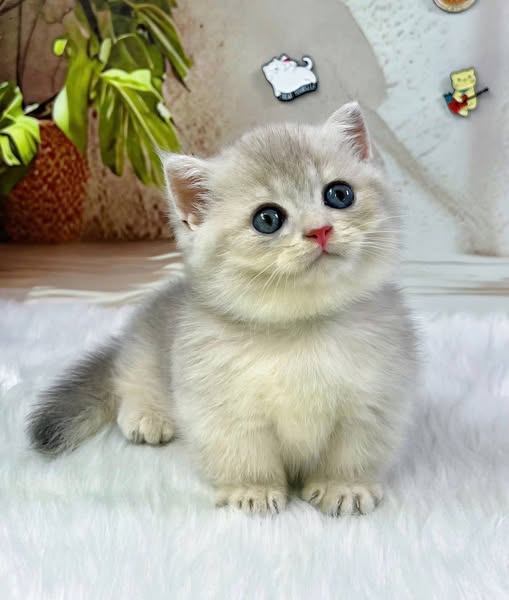 Munchkin