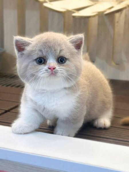 Munchkin