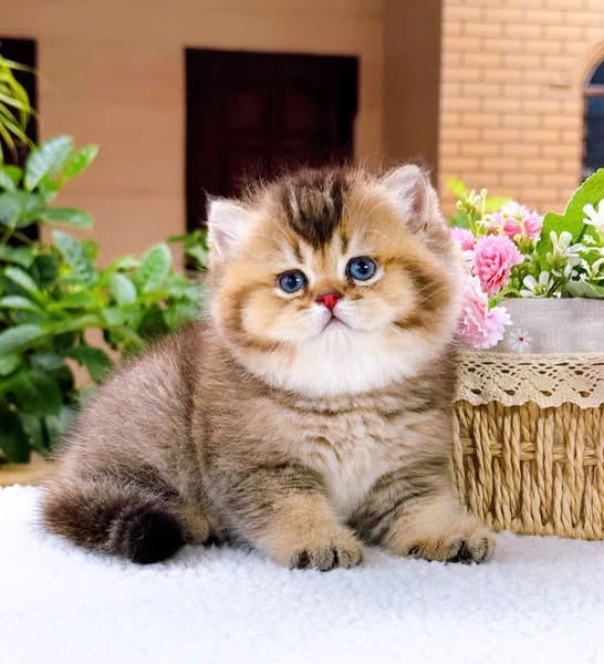 British Shorthair