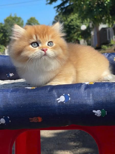 Munchkin Longhair