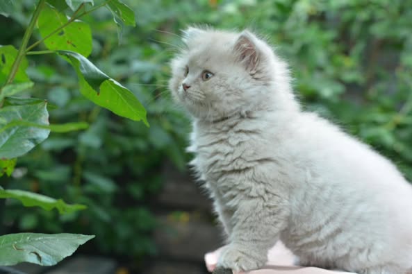 British Longhair