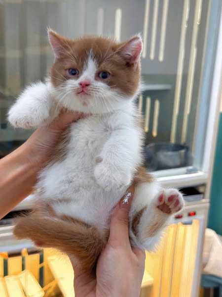 British Shorthair