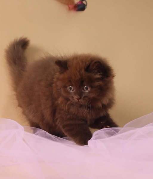 British Longhair