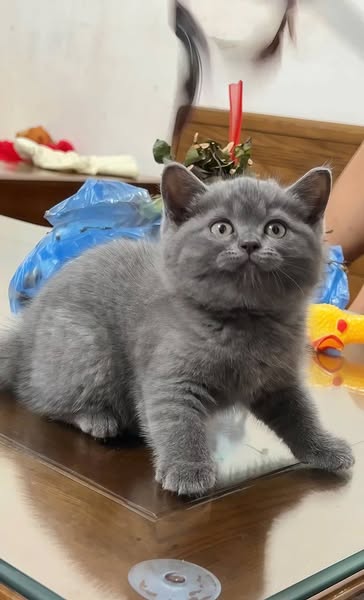 British Shorthair