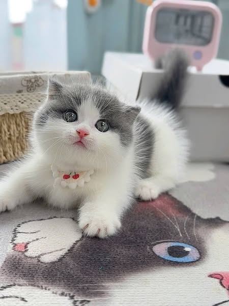 Munchkin Fold