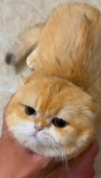 Munchkin