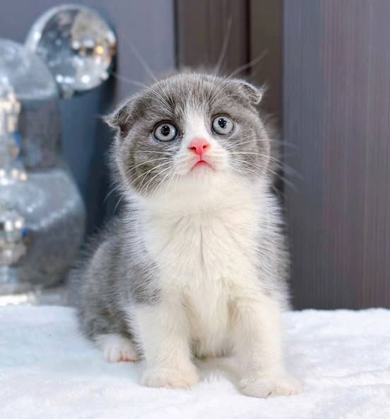 Scottish Fold