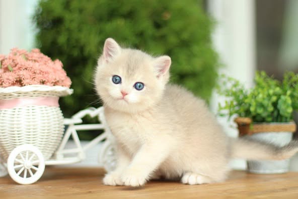 British Shorthair