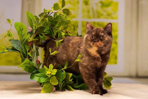 British Shorthair